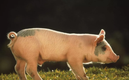 四川为稳定生猪生产和价格出台“十条措施”