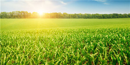 小玉米有大追求，嘉吉公司助力松原玉米产业发展，让当地农业发展更高效