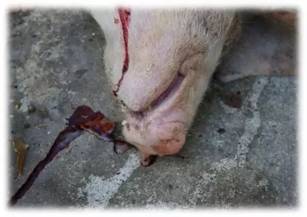 猪死后流鼻血是什么病？怎么防范？