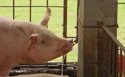 夏季高温，猪群采食量下降问题一定要注意，这样着手解决......