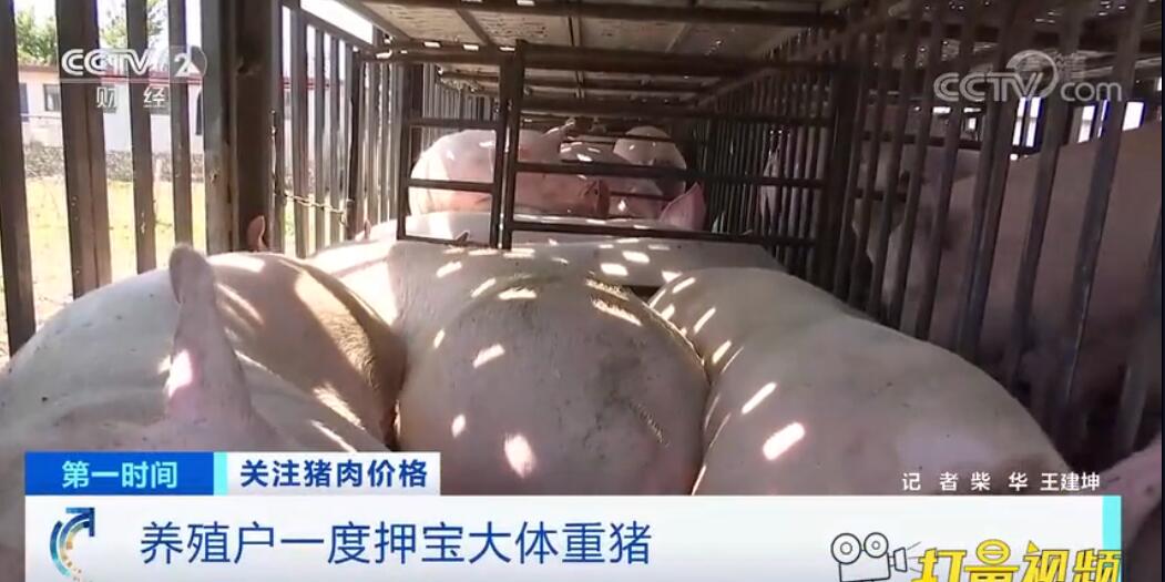 养殖户误判生猪市场行情,一度押宝大体重猪，最后都失策了！