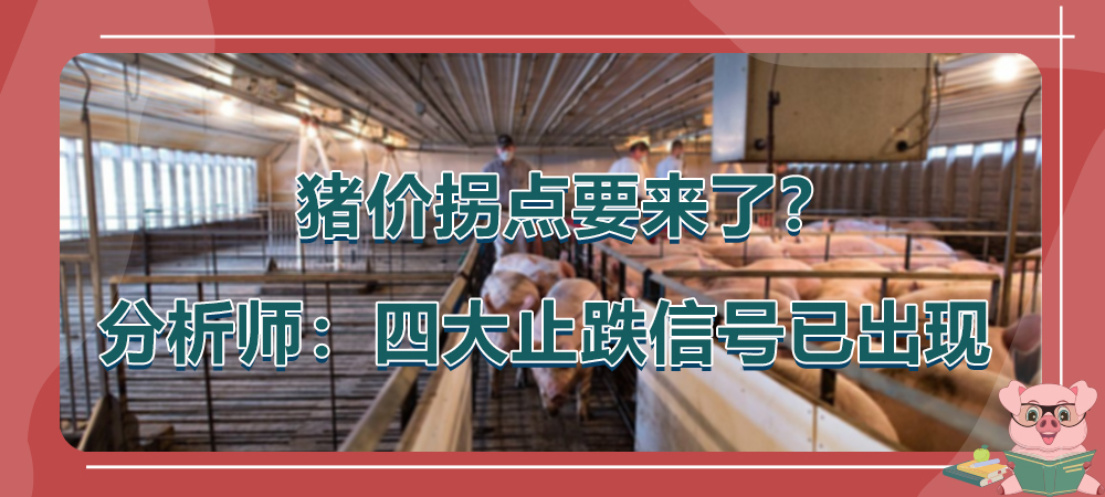 深度分析：猪价或离拐点不远了！？证券分析师表示四大止跌信号已出现！