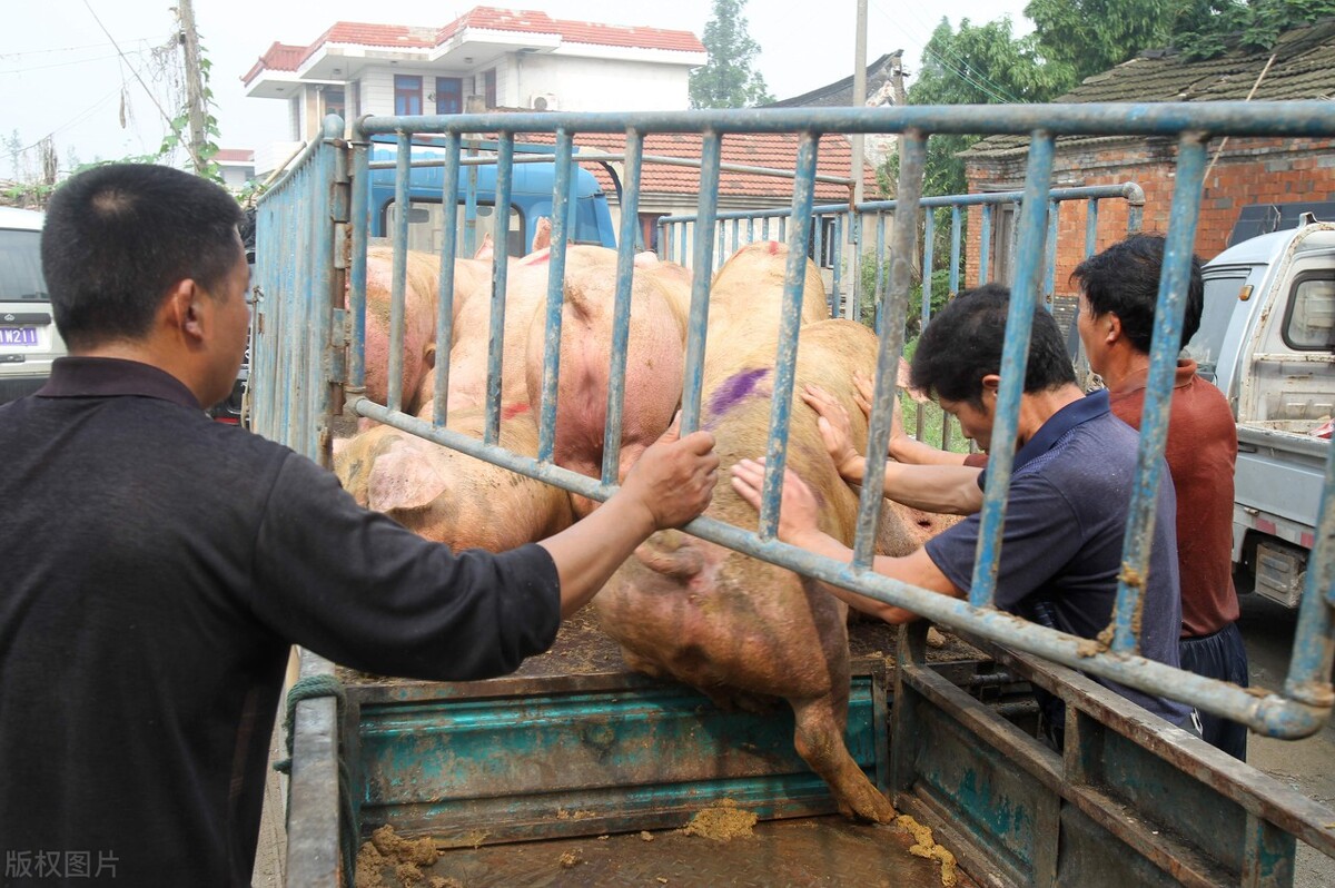 猪肉鸡蛋齐涨价，难道又要“高消费”了吗？