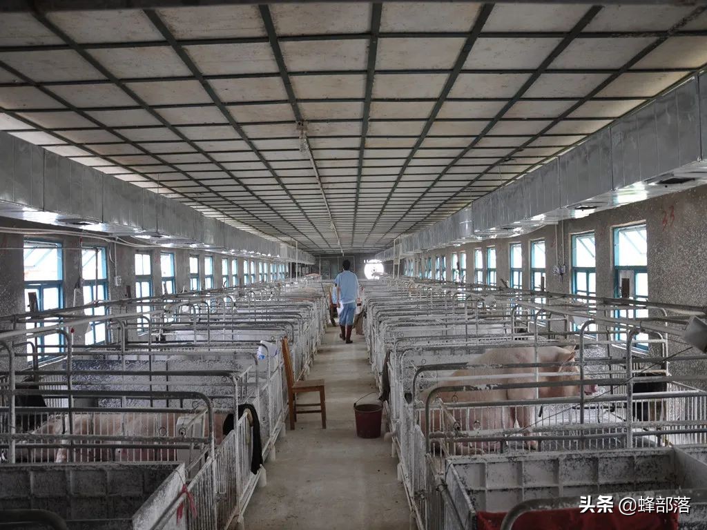 农业农村部：投资17亿助力养猪场，小养猪场不用办环评，2种补贴