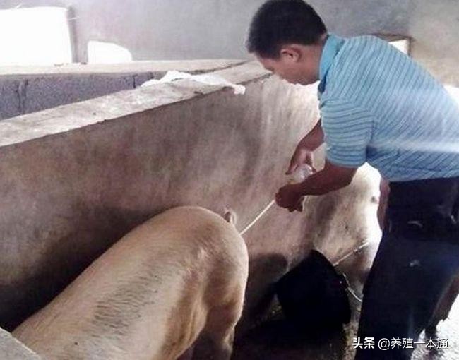 母猪生小猪难产怎么办？5种难产症状，5种应对方法都在这了