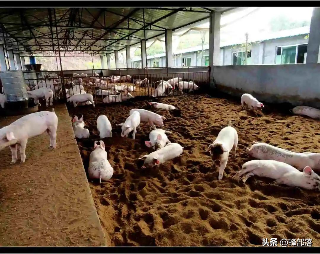 农业农村部：投资17亿助力养猪场，小养猪场不用办环评，2种补贴