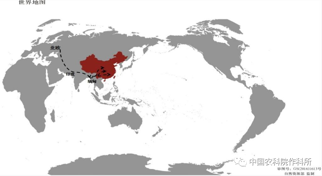 玉米种业的昨天、今天和明天