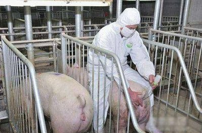 养猪四个关键的“一星期”，学会了收益翻番不是梦