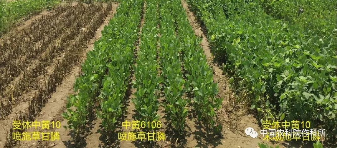 大豆种业的昨天、今天和明天