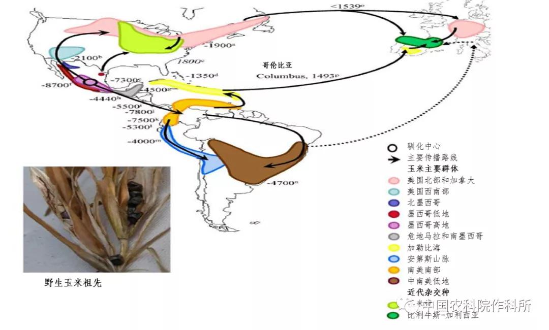 玉米种业的昨天、今天和明天