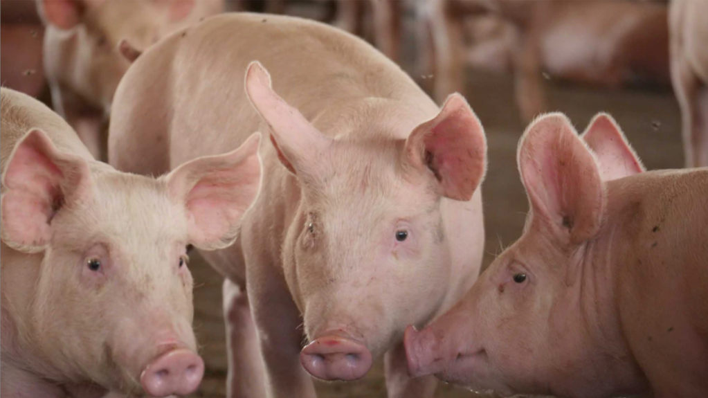 泰国出口越南的猪携带非洲猪瘟，柬埔寨禁止从泰、越进口生猪！