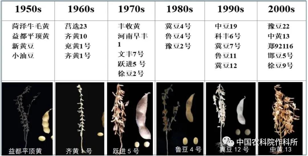 大豆种业的昨天、今天和明天