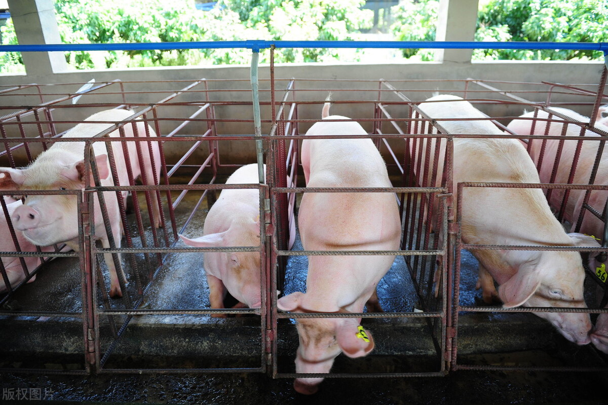 好事情来了，农业农村部：小养猪场取消环评，2笔奖补惠及养猪户