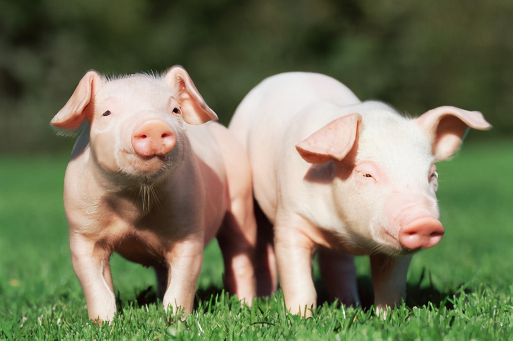 中央储备猪肉第二批收储计划公布：5月的生猪价格何时会有
