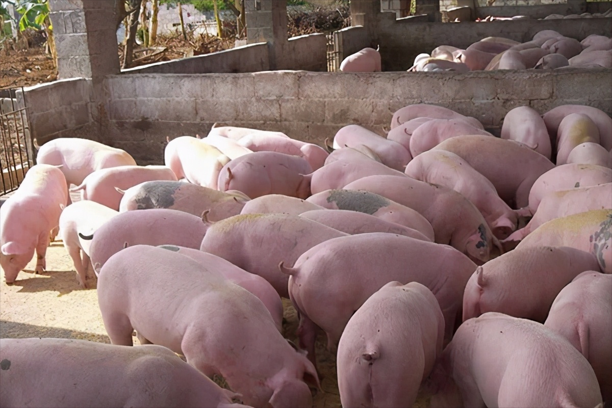 散养户养猪选择什么品种好？