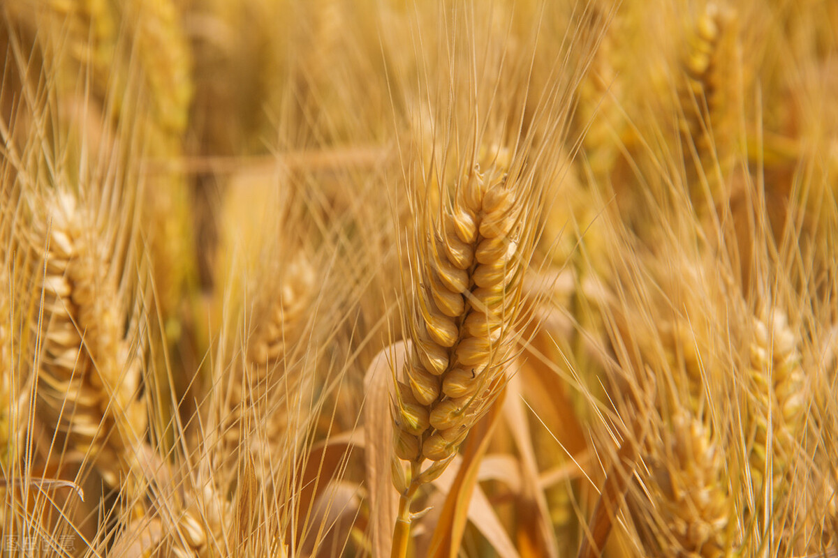 时隔1年，全球粮价首次降温，国内主粮如何？玉米、小麦均下跌