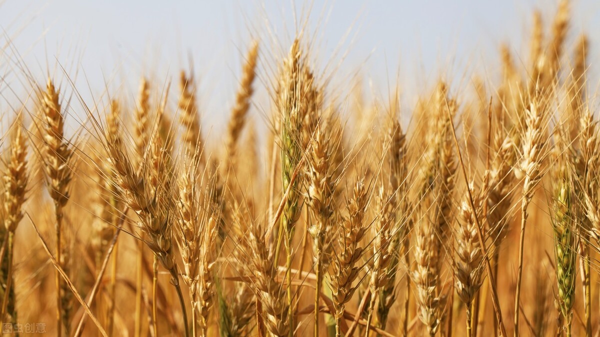时隔1年，全球粮价首次降温，国内主粮如何？玉米、小麦均下跌