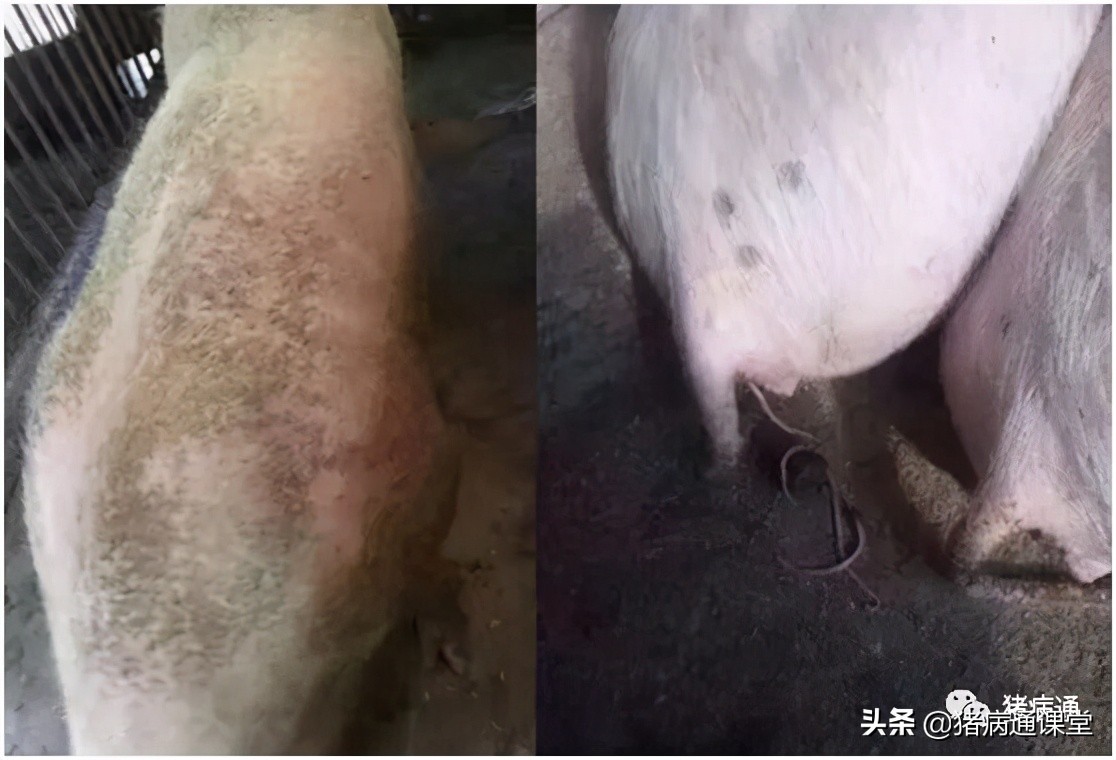 做好这类病防控，守住猪场利润轻而易举