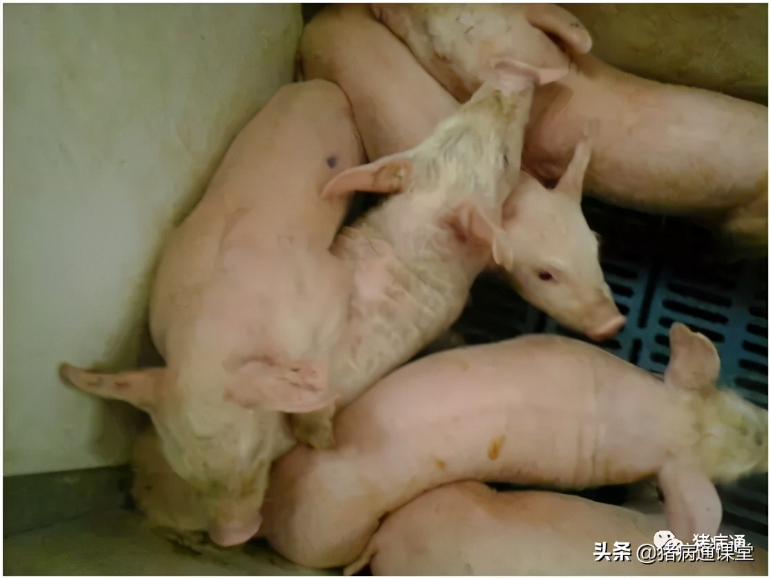 做好这类病防控，守住猪场利润轻而易举