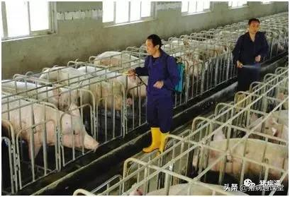 做好这类病防控，守住猪场利润轻而易举