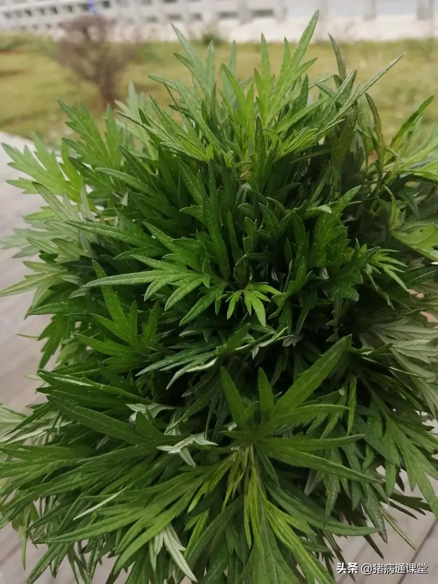 鸡蛋、艾叶、大蒜...能治猪病
