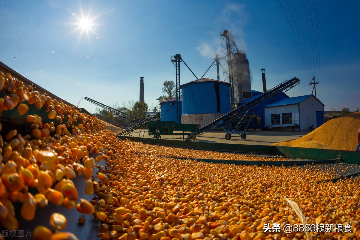 山东企业跌破1.4，东北储备库重启收购，玉米价格能否反涨？