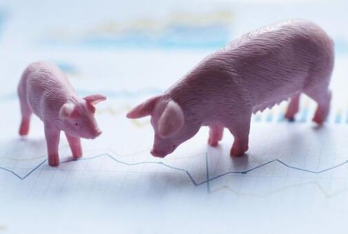 面对二次收储！未来猪价趋势如何？生猪该不该卖？