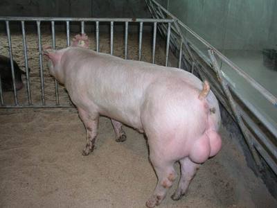 2021年07月14日全国各省市种猪价格报价表，种猪价格相比昨日较为稳定，四川江苏等地种猪价格均价在2100/头