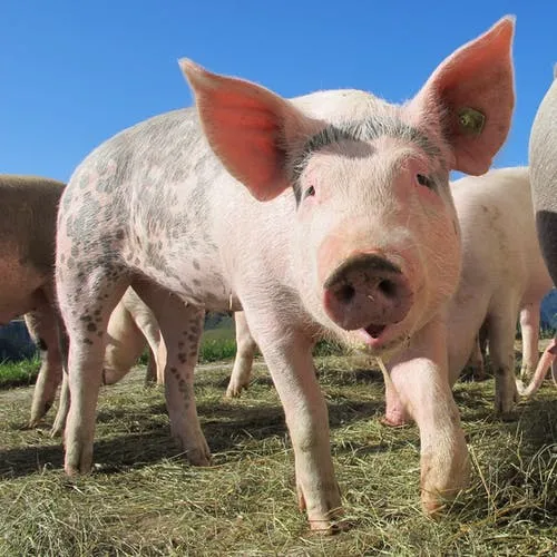猪价过低是“坏苗头”，国家出手遏制“坏苗头”！多少养猪人没想到，这一天提前到了！
