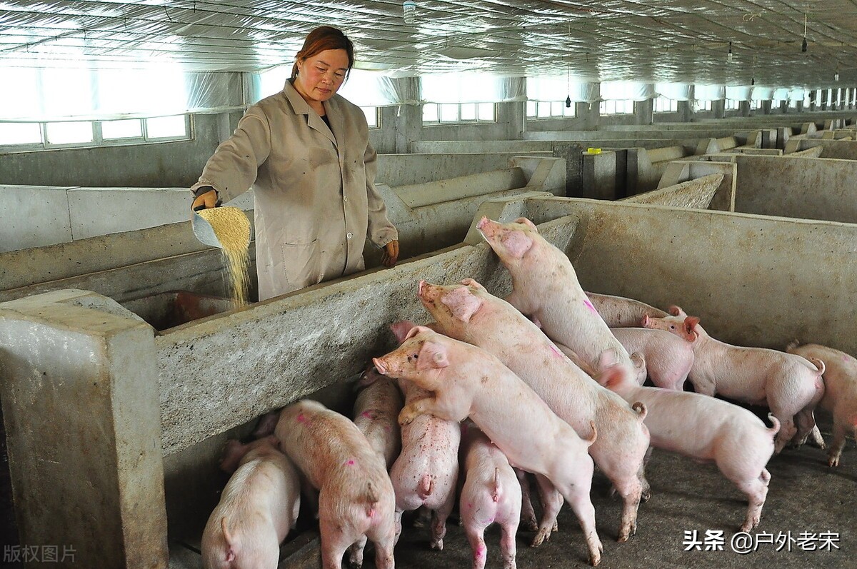 饲料禁抗后猪料配方技术与养殖管理要点分析