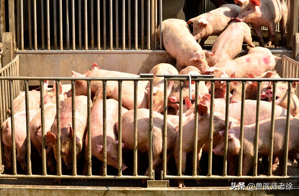 小猪30斤500元，建猪场养100头母猪，下小猪卖，能不能赚钱？