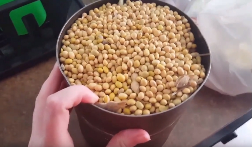 阿根廷大豆出口受阻！美豆或迎新契机，国际运费已飙涨至523元/吨