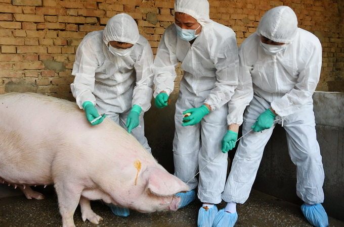 非洲猪瘟击溃养猪农民，大型养猪公司将取代家庭养猪场？