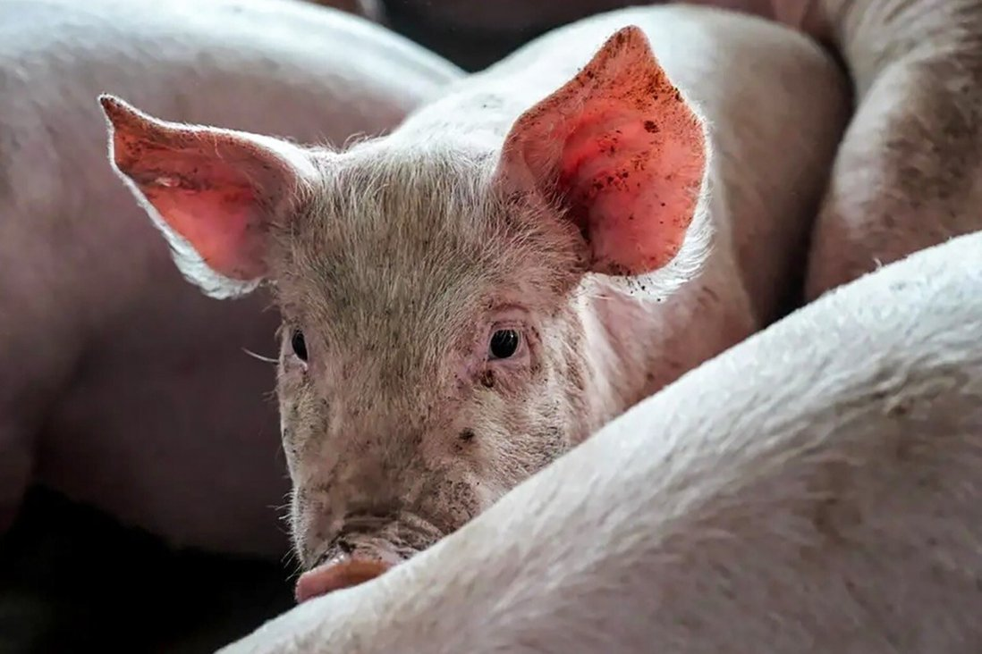 非洲猪瘟击溃养猪农民，未来大型养猪公司将取代家庭养猪场？