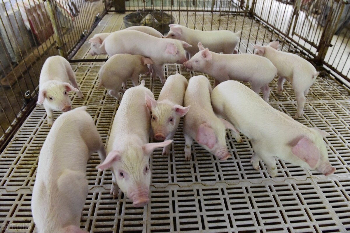 猪价提前“破8入7”，大肥抛售并非主因，忽视疾病因素恐吃大亏