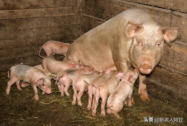 夏季如何让母猪、仔猪安全度过三伏天，四个要点养猪人要知道