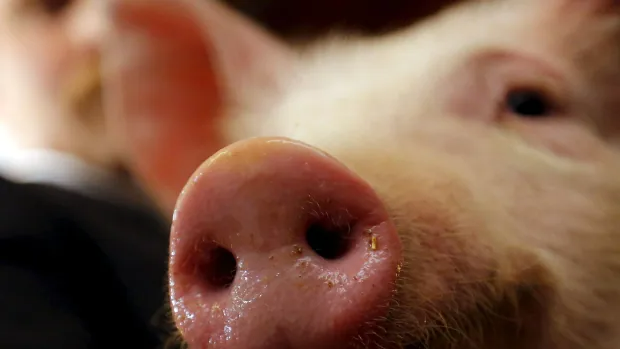 从美国养猪业遭受新变种蓝耳病毒，引发专家对转基因猪的几点阐述！