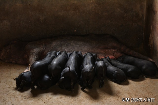 夏季如何让母猪、仔猪安全度过三伏天，四个要点养猪人要知道