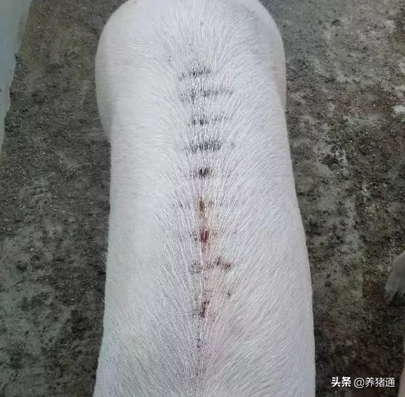 猪场常见问题专家在线解答（八）