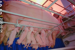 服务养猪丨如何完美解决夏季母猪产后“三联征”难题?双胞胎帮您！