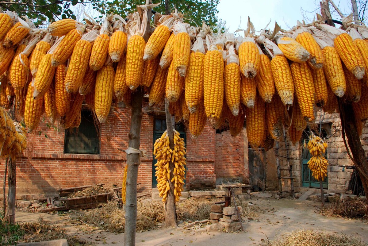 玉米太“难”了，基层农民和贸易商都“亏损”，会全线崩溃吗？