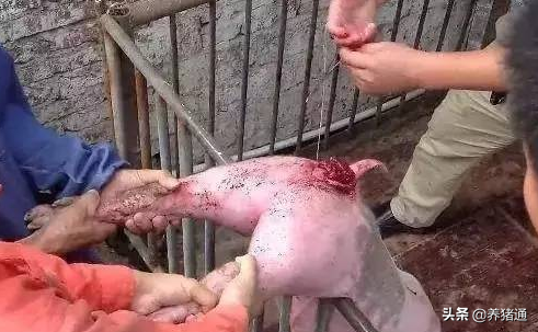猪场常见问题专家在线解答（八）