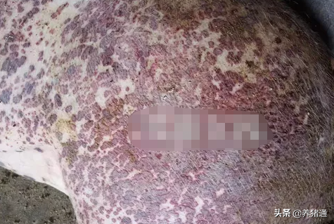 猪场常见问题专家在线解答（八）