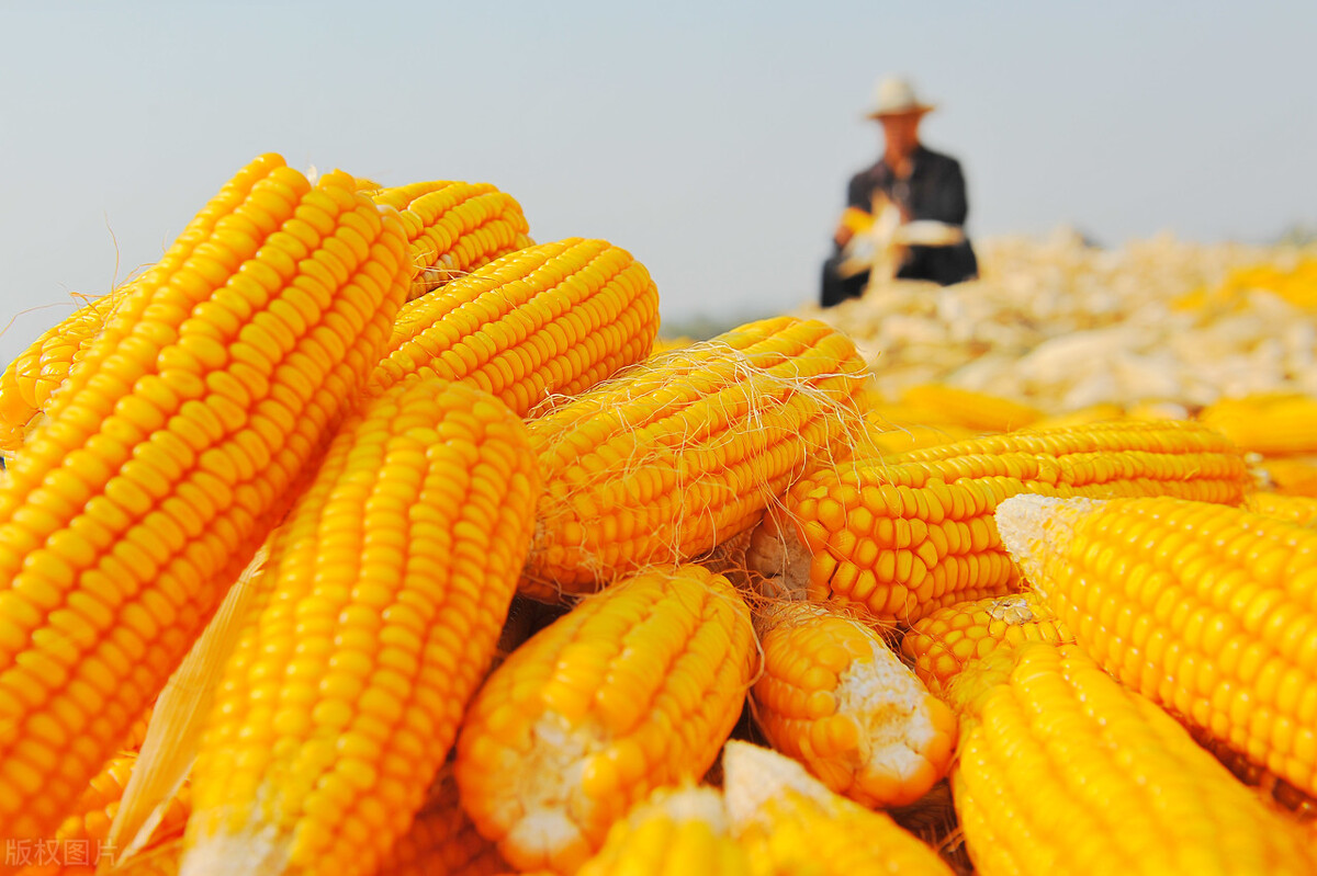玉米太“难”了，基层农民和贸易商都“亏损”，会全线崩溃吗？