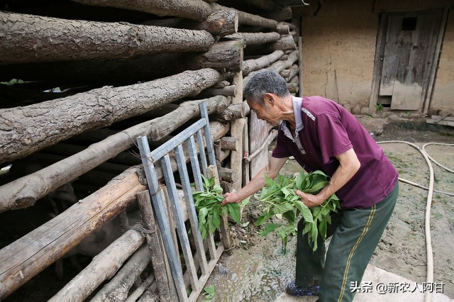 夏季如何让母猪、仔猪安全度过三伏天，四个要点养猪人要知道