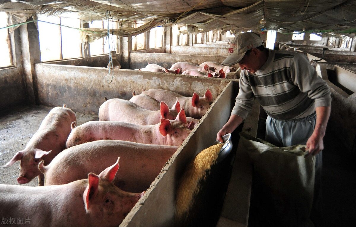 猪农达成统一战线，猪价“3连涨”，2万吨收储，上涨潮来袭？