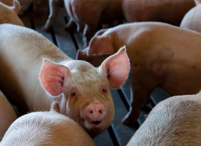 注意了！2021下半年，猪市迎大变化，利好养猪人！