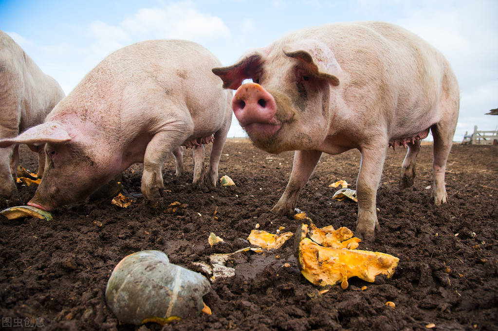 猪农达成统一战线，猪价“3连涨”，2万吨收储，上涨潮来袭？