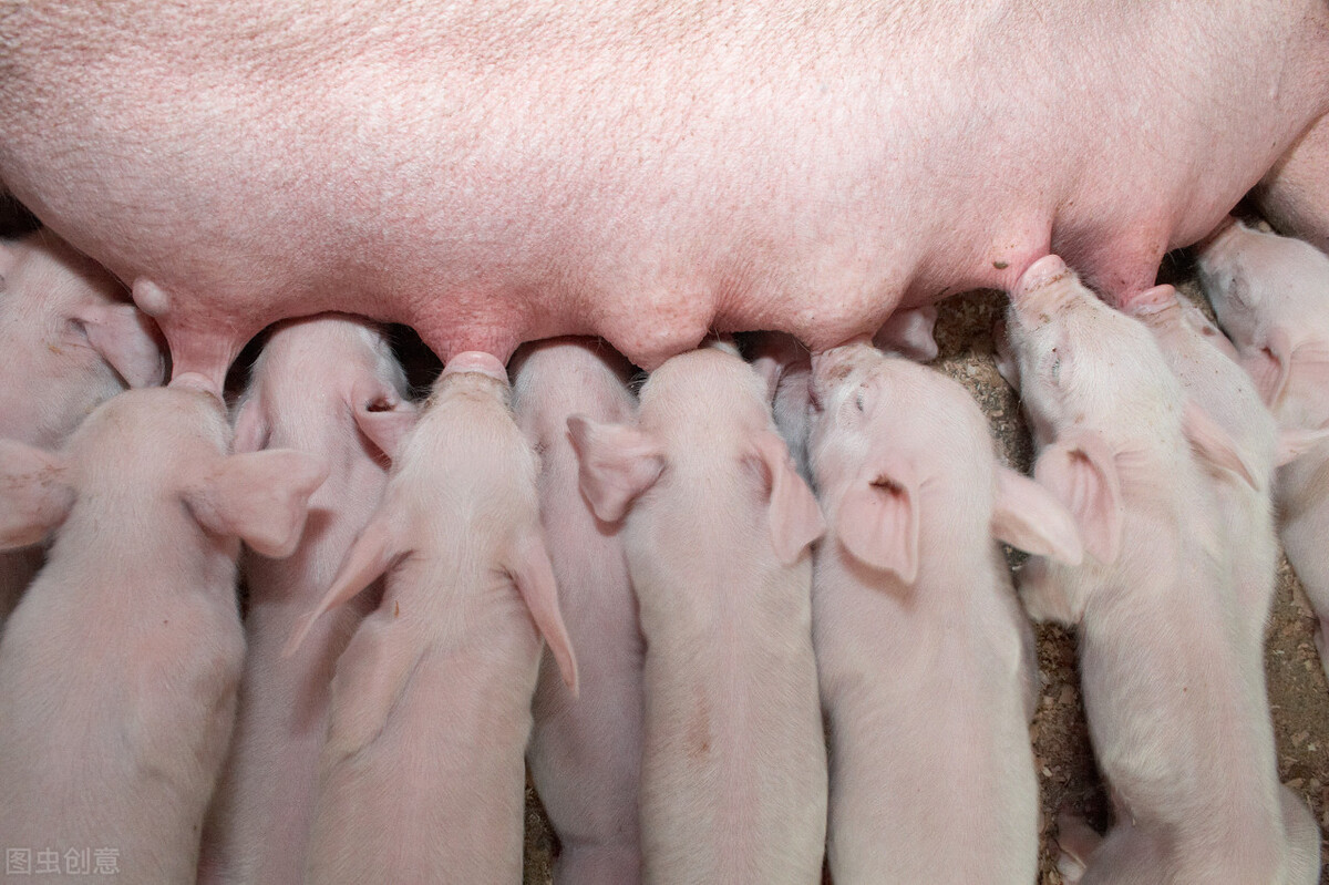 母猪泌乳量减少的主要原因及提高措施