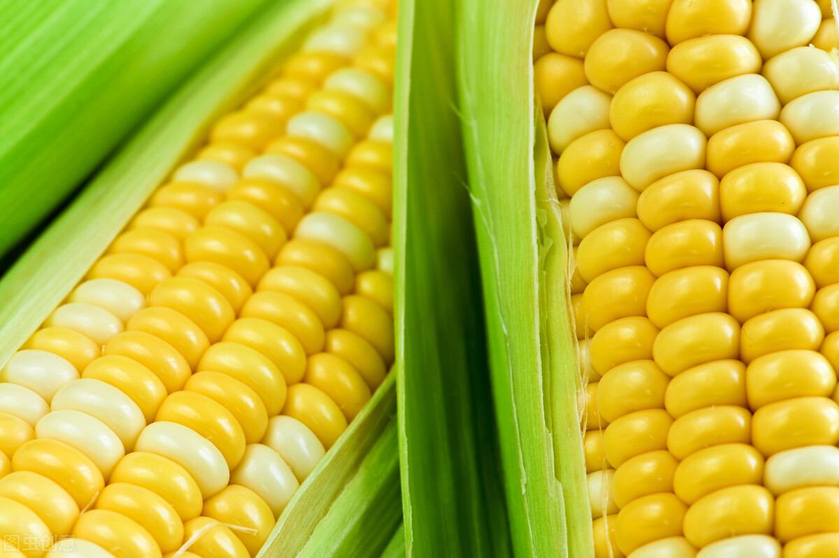 玉米价格暴跌，一天跌120元！8-9月玉米价格会有所上涨吗？